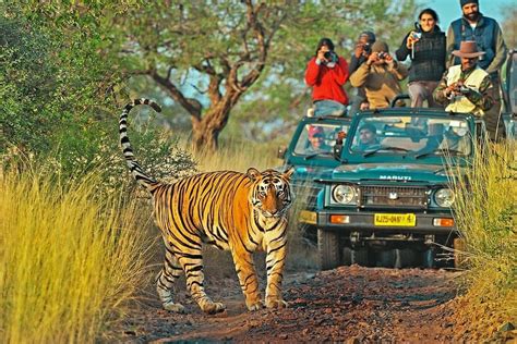 Ranthambore safari