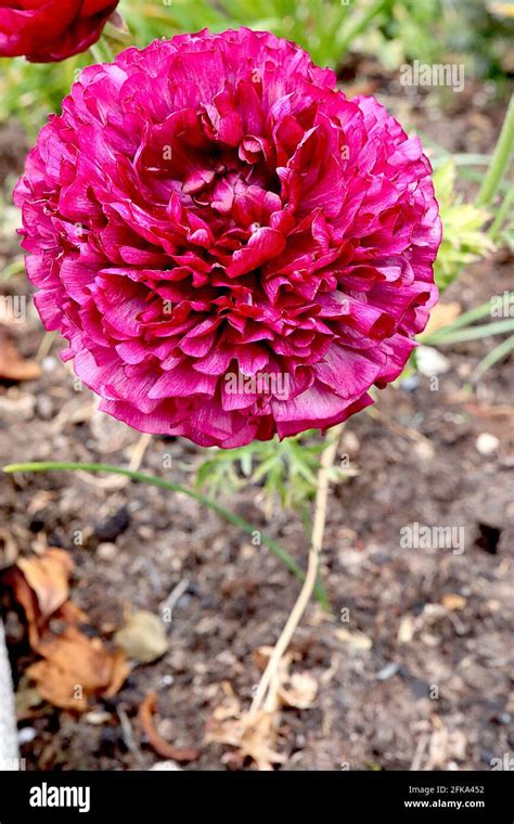 Ranunculus: Layered Elegance