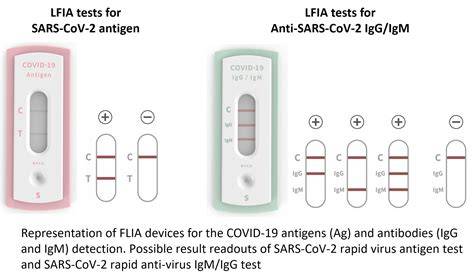 Rapid Test