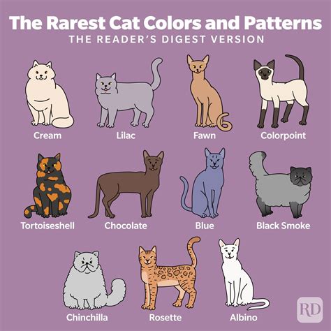 Rare Cat Patterns