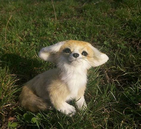 Rare Cute Baby Animals Images