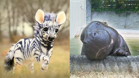 Rare Cute Baby Wild Animals