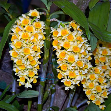 Rare Dendrobium Orchids
