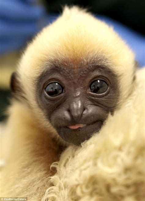 Rare Endangered Baby Animals