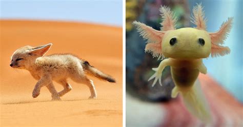 Rare Exotic Cute Baby Animals