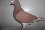 Rare Pigeons Sale