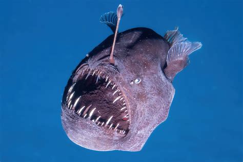 Rare Scary Animals In The Ocean