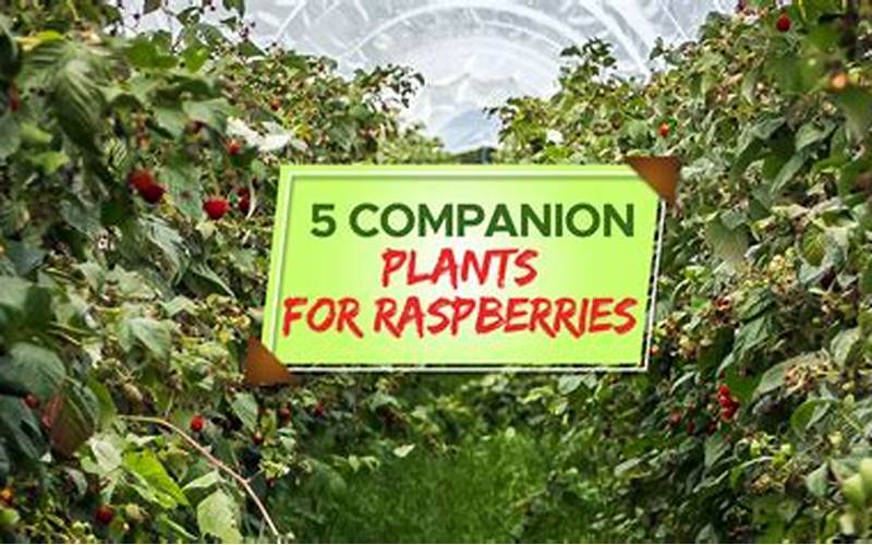 Raspberries And Companion Planting