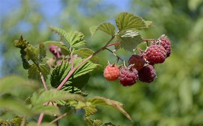 Raspberry Harvest