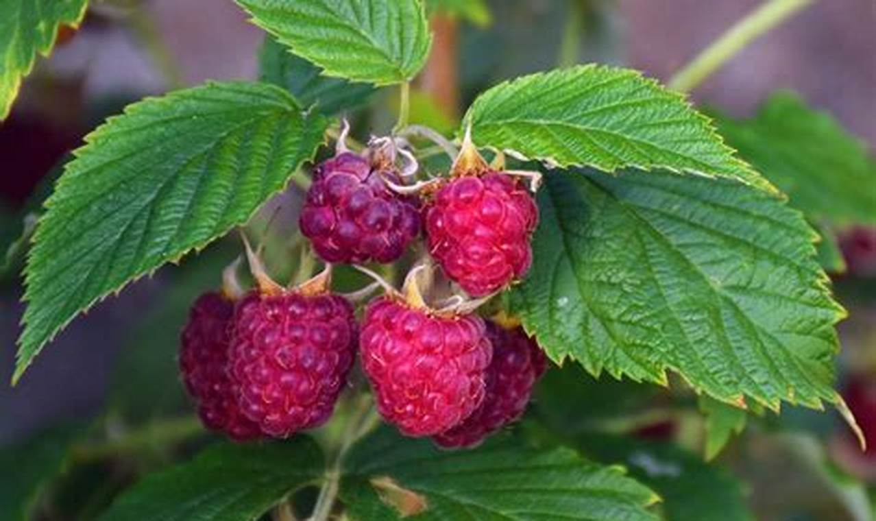 Raspberry Plants For Sale