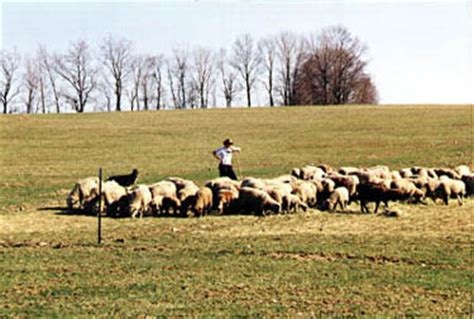 Raspberry Ridge Sheep Farm