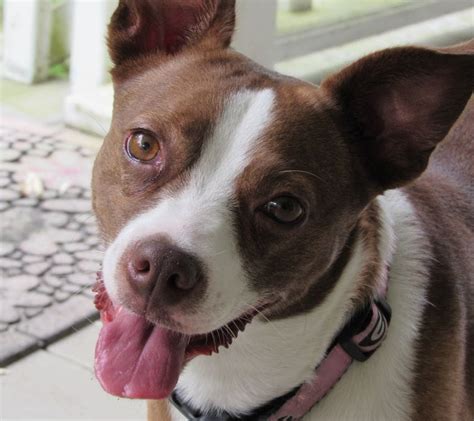 Rat Terrier Boston Mix: A Unique And Lively Companion