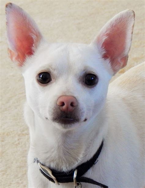 Rat Terrier Chihuahua Mix Blonde Bleumoonproductions