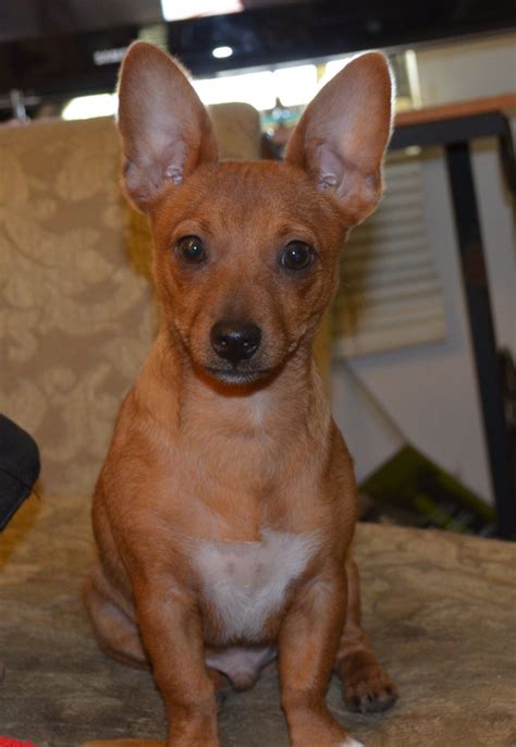 Rat Terrier Chihuahua Mix Brown And Black
