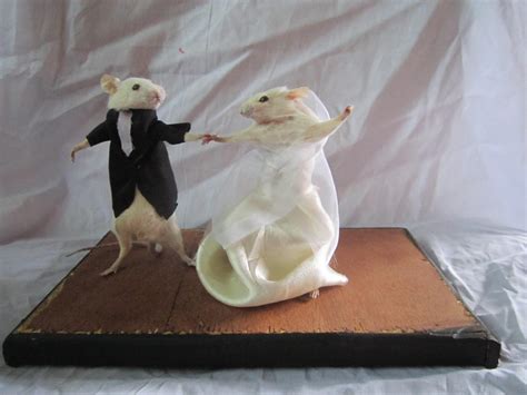 Uninvited Guest: The Scandalous Tale of a Rat in a Wedding Dress - A Seo Title That Will Catch Attention