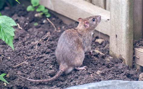 Rat In Tuin