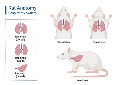 RAT DISSECTION MODEL - Eduscience Video Gallery