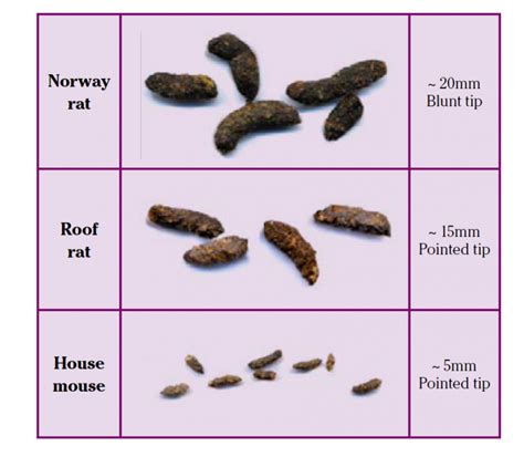 Rat Poop Identification Chart
