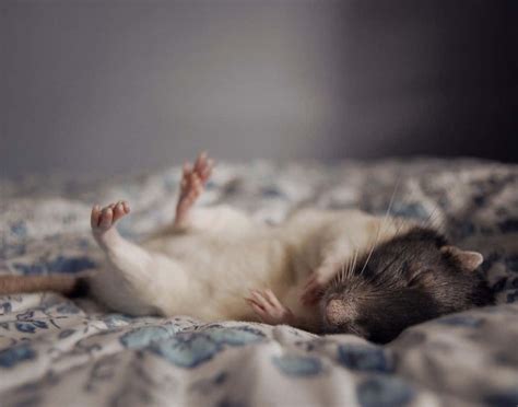 Sleepy rat babies (credit @linstarat8 on Instagram) : r/RATS