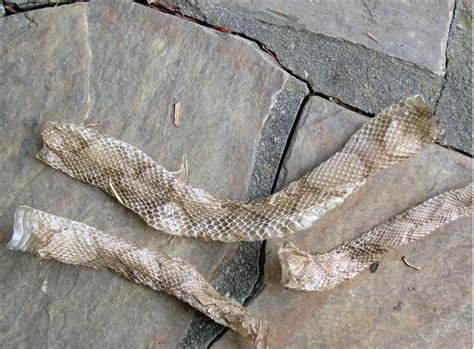 Unveiling the Elegance: The Enchanting Shed of Rat Snake and Copperhead Snake Skin
