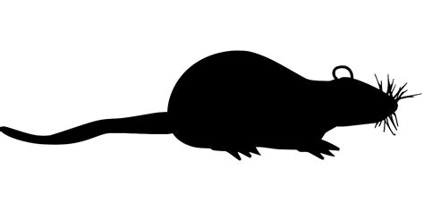 Unleash Your Creativity with Free Rat SVGs: Perfect for Craft and Design Projects!