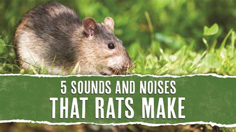 Identify Rat Noises