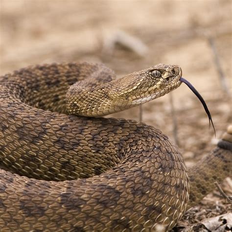 Rattlesnake