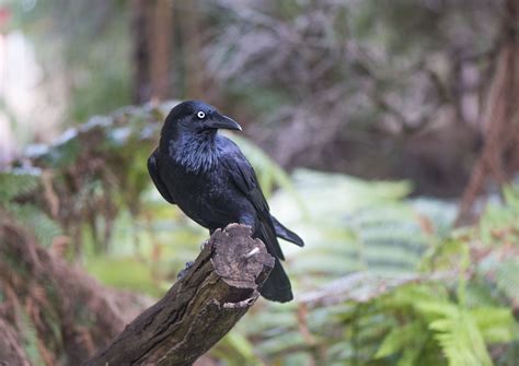 Ravens in Folklore and Mythology