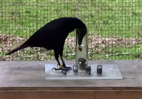 Ravens intelligence