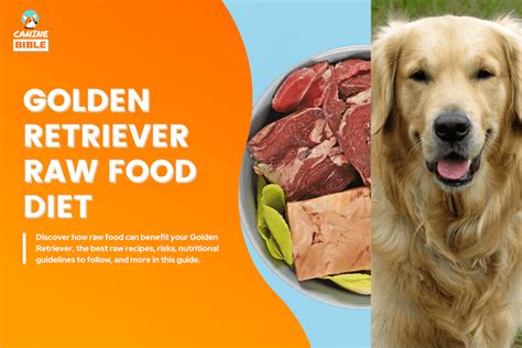 Raw Diet For Golden Retrievers