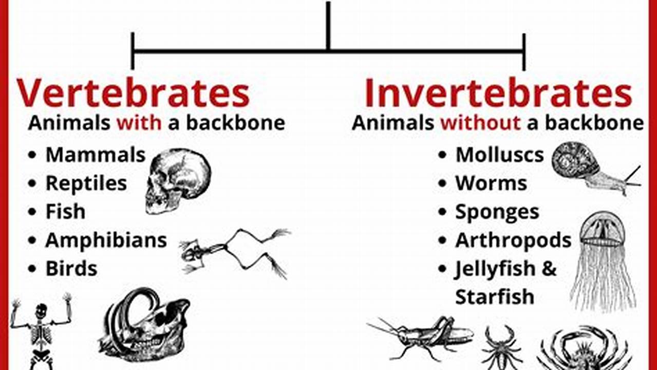Read Our Complete Guide To Classification Of Animals., Images