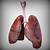 Real Human Lungs