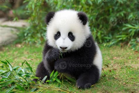 Real Baby Panda Pictures