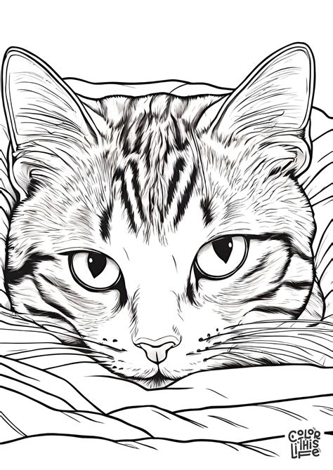 Real Cat Coloring Pages