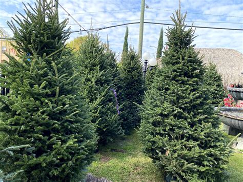 Real Christmas Trees Houston