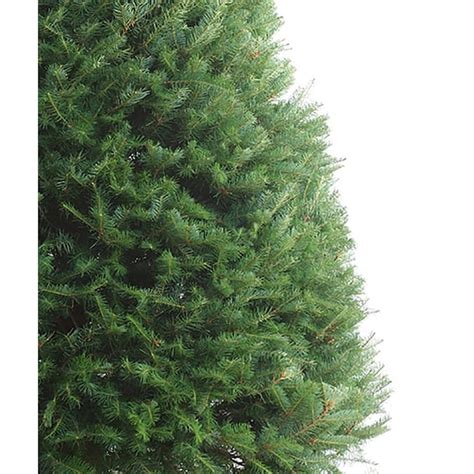 Real Christmas Trees Lowes