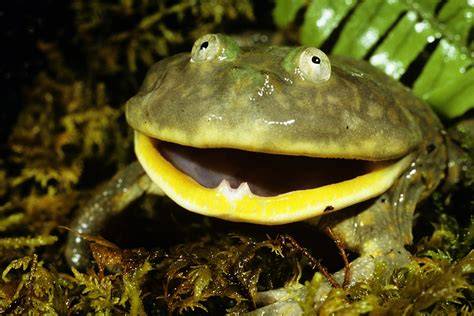 Real Frog Pictures