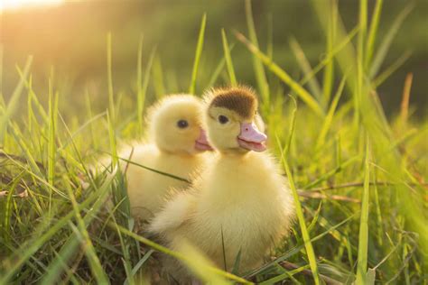 Real Life Adorable Farm Animals