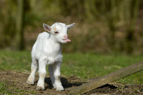 Real Life Cute Baby Farm Animals