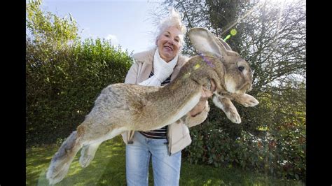 Real Life Easter Bunny