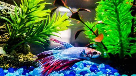 Real Plants For Betta Fish