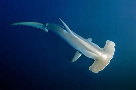 Real-Life Colour Schemes of Hammerheads