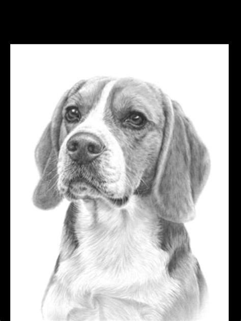 Beagle pencil drawing Beagle art, Pencil drawings of animals, Dog drawing