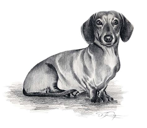 Dachshund color pencil portrait Dog portrait drawing, Dachshund