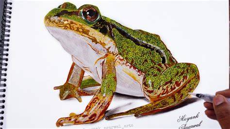 Realistic 3D Frog Drawing