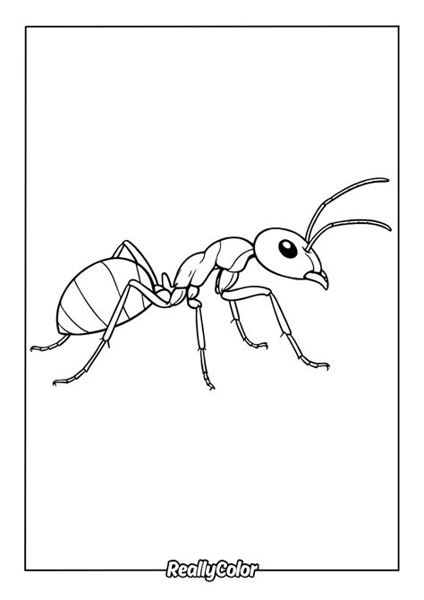 Realistic Ant Colouring Page Designs