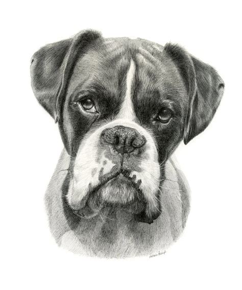 Draw These Animals using Pastel Pencils Dog drawing, Animal drawings