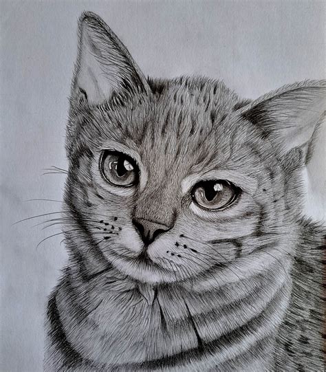 Realistic Cat Drawing