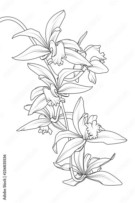 Realistic Cattleya Flower Drawing