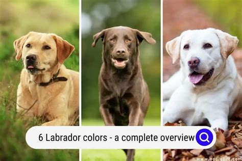 Realistic Labrador Colors
